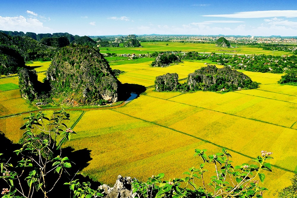 Tam Cốc đẹp ngỡ ngàng với những cánh đồng lúa chín vàng. Ảnh: NT
