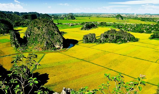 Tam Cốc đẹp ngỡ ngàng với những cánh đồng lúa chín vàng. Ảnh: NT