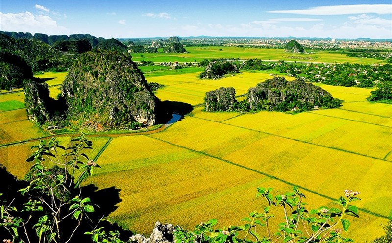 Tam Cốc đẹp ngỡ ngàng với những cánh đồng lúa chín vàng. Ảnh: NT