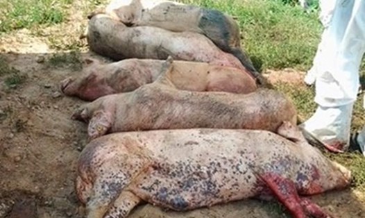 Tiêu hủy lợn bị dịch tả lợn Châu Phi.
