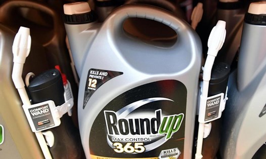 Chất diệt cỏ Roundup của Monsanto gây ung thư. Ảnh: AFP