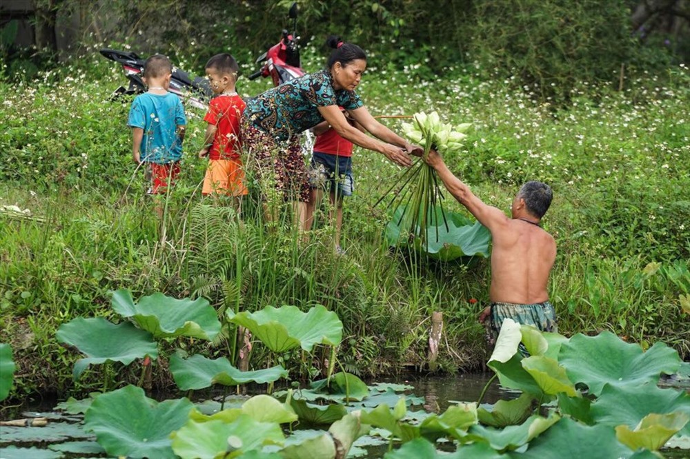 Chủ đầm cho biết, đầm này chỉ trồng sen trắng và bắt đầu nở từ cuối tháng 3, sang tháng 4,5 là vào độ đẹp nhất. Mùa sen trắng kéo dài đến khoảng tháng 8.
