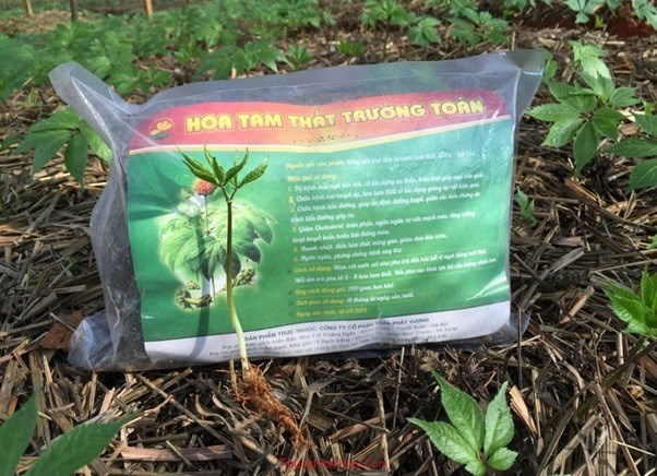 Hoa tam thất: Tốt mang đến sức mạnh tuy nhiên 5 loại người tránh việc dùng