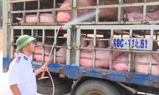 Phun hóa chất các phương tiện vận chuyển, ngăn ngừa dịch tả lợn Châu Phi lây lan rộng. Ảnh: PV