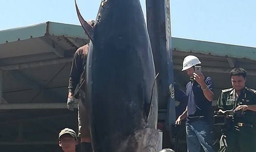 Con cá ngừ nặng 370 kg, lớn nhất từ trước đến nay ngư dân Phú Yên câu được. Ảnh: Công Hậu