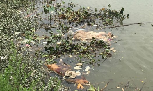 Xác lợn thối rữa trên sông Thương, ảnh hưởng đến công tác phòng chống dịch tả lợn Châu Phi. Ảnh: Đại La.