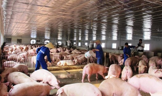 UBND tỉnh Quảng Nam ra công văn khẩn để phòng chống, ngăn chặn dịch tả lợn Châu Phi lây lan. Ảnh minh họa
