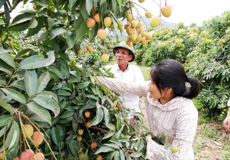 Người dân chăm sóc vải thiều chuẩn bị cho vụ thu hoạch sớm . Ảnh: Minh Long