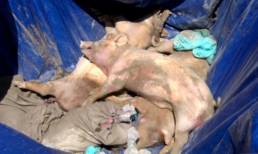 Lợn chết do tả lợn Châu Phi ở xã Tân Hiệp B, huyện Tân Hiệp. Anh: HT