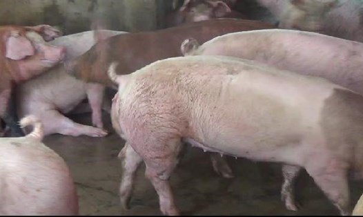 Lợn được nuôi rất nhiều tại Bạc Liêu, Cà Mau vì vậy hai tỉnh này rất lo lắng khi dịch bệnh đang bủa vây