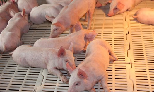 Công tác phòng, chống dịch tả lợn Châu Phi tại Dabaco vẫn được thực hiện tốt. Ảnh: PV