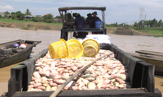 Người dân nuôi cá bè trên sông La Ngà bị thiệt hại nặng vì cá chết hàng loạt.