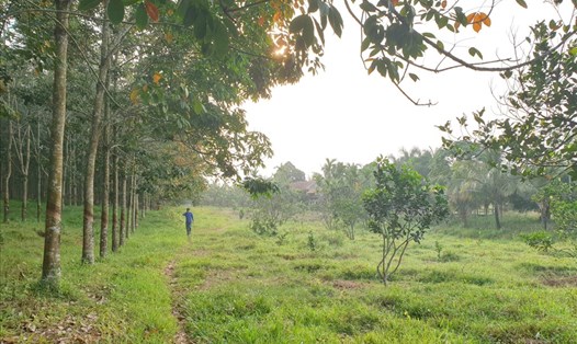 Một góc trang trại của ông Nguyễn Hồng Thái trên đất rừng của Cty Đường 9. Hiện ông Thái đã có đơn xin trả lại diện tích đất này. Ảnh: Hưng Thơ.