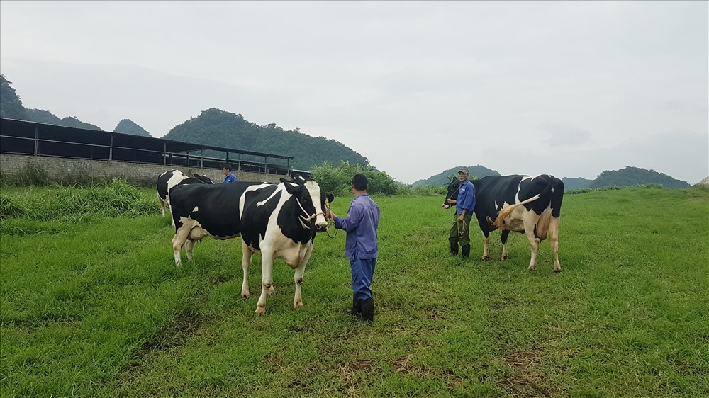 Chăn nuôi bò sữa tại Mộc Châu - Sơn la. Ảnh: KH.VŨ  