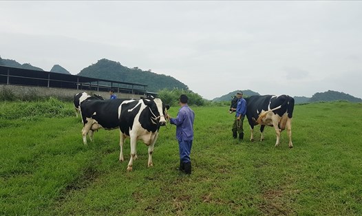 Chăn nuôi bò sữa tại Mộc Châu - Sơn la. Ảnh: KH.VŨ  