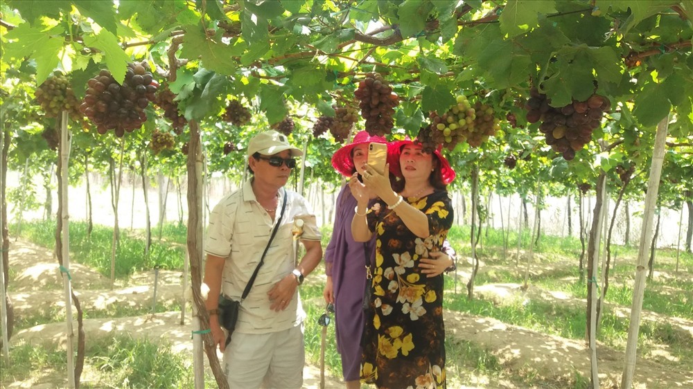 Vườn nho trĩu cành thu hút du khách