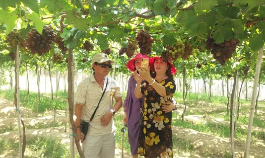 Vườn nho trĩu cành thu hút du khách