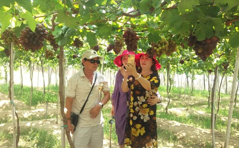 Vườn nho trĩu cành thu hút du khách