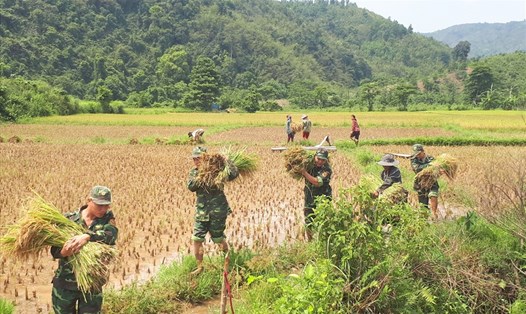Biên phòng Cù Bai giúp dân thu hoạch lúa. Ảnh: DT.