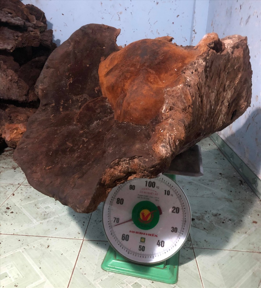 Cây nấm chò nặng gần 70kg. Ảnh: L.T.O
