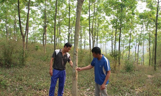Sau 10 năm người dân Sơn La góp đất trồng caosu, hiệu quả mang lại không bằng trồng các loại cây khác. (Ảnh minh họa)