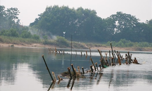 Hàng cọc tre được người dân đóng xuống sông Bồ để ngăn tàu khai thác cát. Ảnh: PĐ