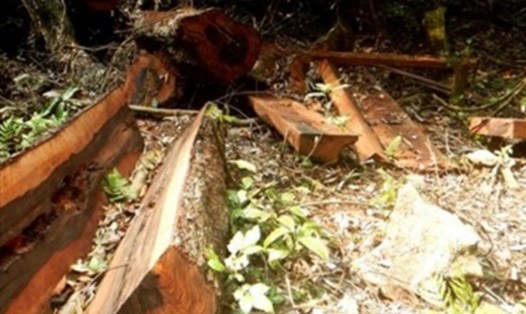 Việc liên tục phát hiện rừng bị phá nghiêm trọng tại Quảng Bình đã gây bức xúc dư luận.