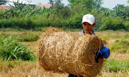 Những cuộn rơm vàng.
