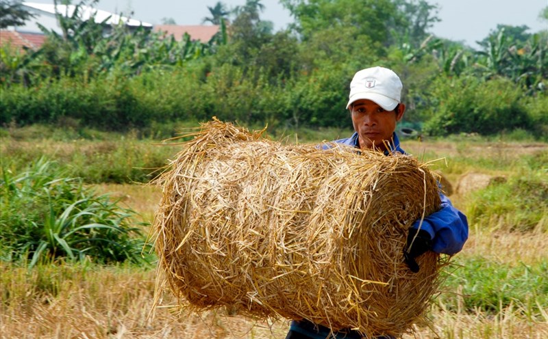 Những cuộn rơm vàng.