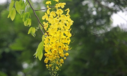 Cánh hoa mỏng, hình bầu dục, mặt ngoài mịn, mượt với màu vàng khá rực rỡ. 