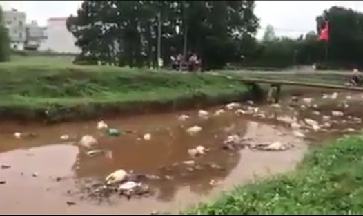 Nhiều xác lợn chết bị thả trôi sông. (Ảnh cắt từ clip)