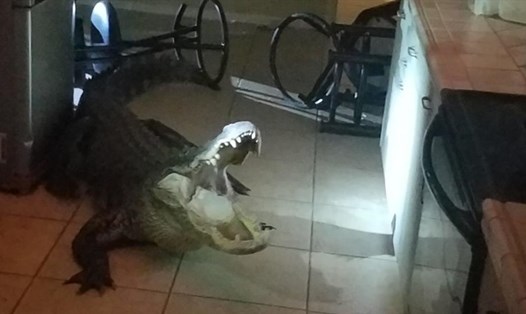 Con cá sấu trong nhà của một phụ nữ 77 tuổi. Ảnh: CNN.