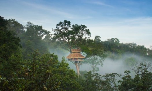 Các nhà trên cây Gibbon Experience cao 30-40 mét so với mặt đất. Ảnh: CNN