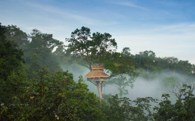 Các nhà trên cây Gibbon Experience cao 30-40 mét so với mặt đất. Ảnh: CNN