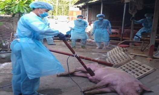Chích điện tiêu hủy đàn lợn bị dịch tả lợn Châu Phi tại TPHCM. (Ảnh: Chi cục Chăn nuôi Thú y TPHCM cung cấp)