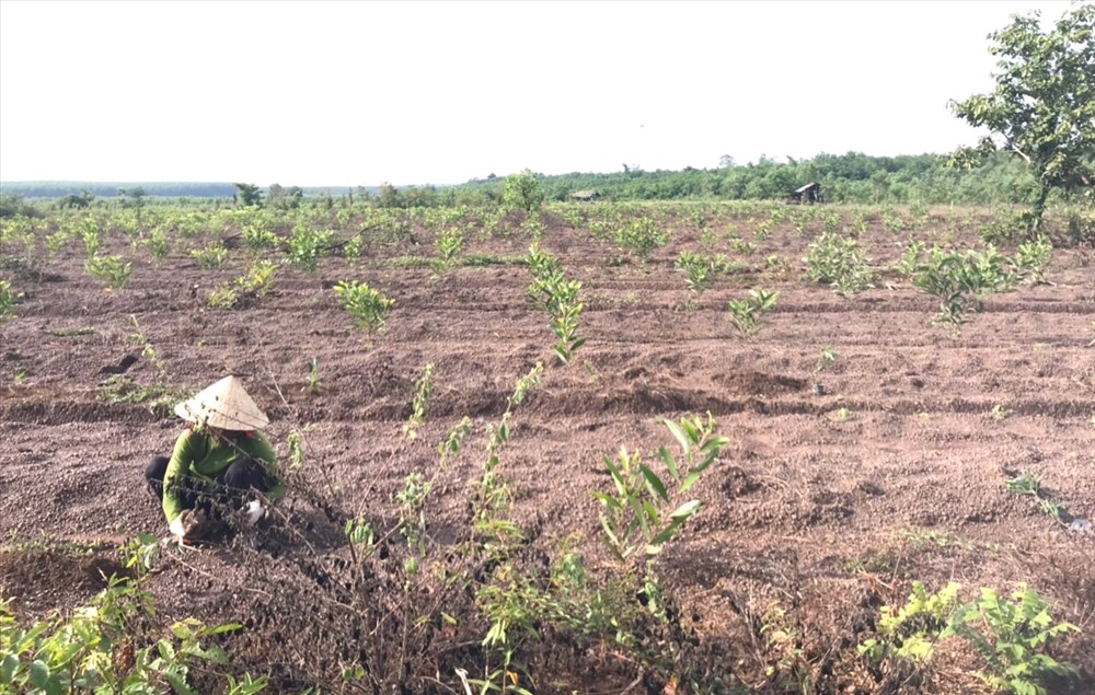 Đoàn viên công đoàn tham gia trồng cây.