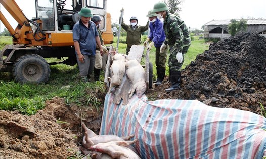 Lợn chết do dịch bệnh tả lợn Châu Phi được đưa đi tiêu hủy. Ảnh: Nguyễn Trường