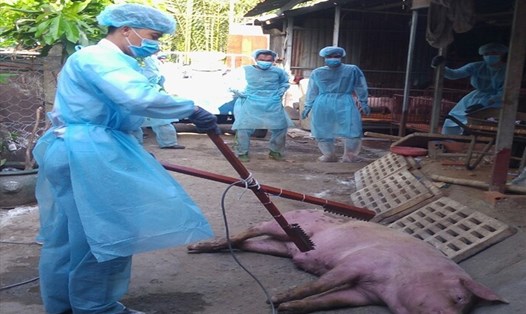 Trước đó, cơ quan chức năng cũng đã tiêu hủy đàn lợn bị dịch tả heo Châu Phi hộ bà C, ở Quận 9, TP.HCM (ảnh N.A)