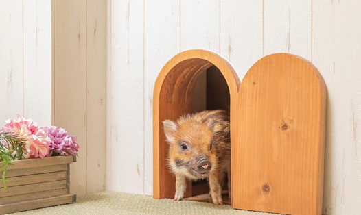 Cafe heo Mipig ở Tokyo. Ảnh: Instagram