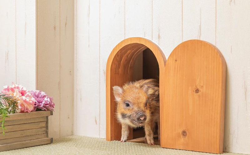 Cafe heo Mipig ở Tokyo. Ảnh: Instagram