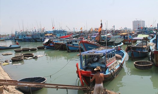 Hàng loạt tàu cá phải nằm bờ tại Cảng cá Hòn Rớ (xã Phước Đồng, TP Nha Trang, Khánh Hòa) vì không đủ chiều dài theo quy định. Ảnh: Nhiệt Băng
