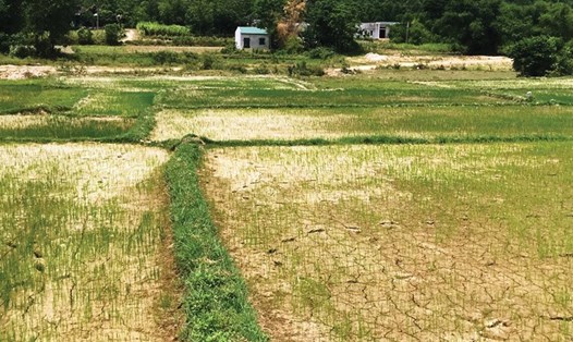 Nhiều diện tích lúa khô nẻ tại huyện Tĩnh Gia (Thanh Hoá). Ảnh: LÊ HỢI