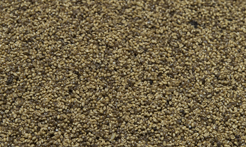 Trứng muỗi được thu hoạch từ các thân cây mọc trong nước. Ảnh: AFP