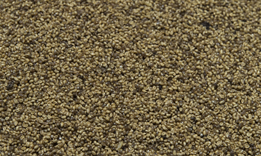 Trứng muỗi được thu hoạch từ các thân cây mọc trong nước. Ảnh: AFP