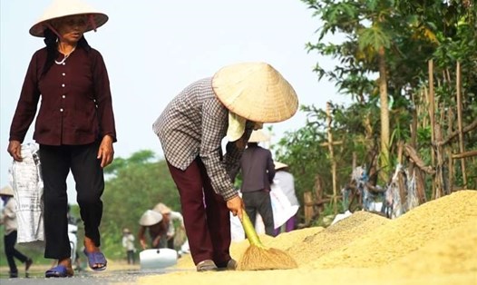 Người dân huyện Quốc Oai, Hà Nội phơi thóc ra đường gom Đại lộ Thăng Long. Ảnh: Hà Phương