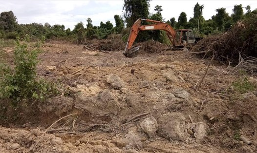 Gần 600 ha đất tại Bình Phước đã bị giao sai đối tượng. Ảnh: H.H