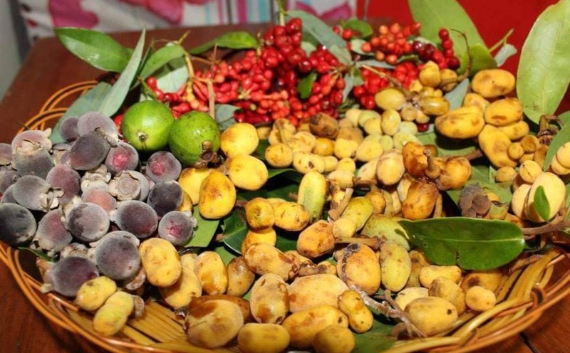 Tuổi thơ của học trò nghèo xứ Quảng ai chẳng có một lần trưa trốn nhà vào rừng hái dủ dẻ, sim, chà là...