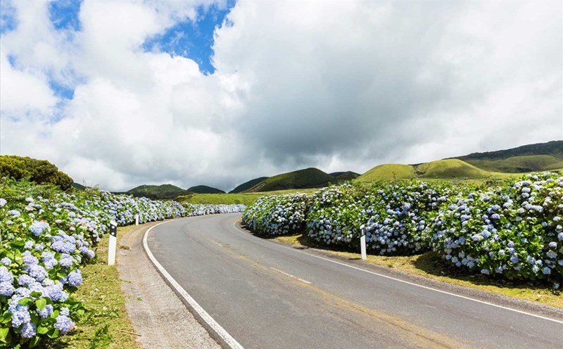 Cẩm tú cầu mọc hai bên lề đường ở đảo Faial. Ảnh: Getty Images