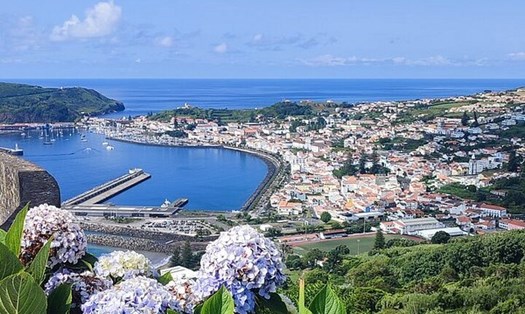 Cẩm tú cầu là loài hoa đặc trưng ở đảo Faial. Ảnh: Tripadvisor