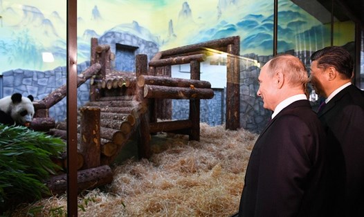 Tổng thống Vladimir Putin (trái) và Chủ tịch Trung Quốc Tập Cận Bình thăm gấu trúc tại Vườn thú Mátxcơva. Ảnh: Tass.